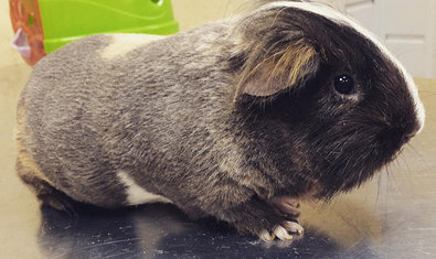 Ветеринарная клиника «Ветеринарный Домик» Ветеринарная клиника «Ветеринарный Домик»