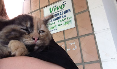 Ветеринарная клиника «Vivo+» Ветеринарная клиника «Vivo+»