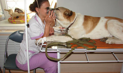 Ветеринарная клиника «Vivo+» Ветеринарная клиника «Vivo+»