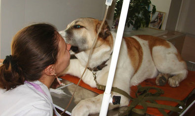 Ветеринарная клиника «Vivo+» Ветеринарная клиника «Vivo+»