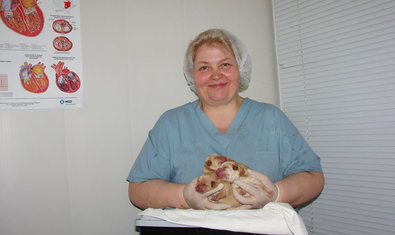 Ветеринарная клиника «Vivo+» Ветеринарная клиника «Vivo+»