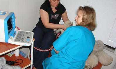 Ветеринарная клиника «Vivo+» Ветеринарная клиника «Vivo+»