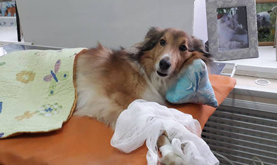 Ветеринарная клиника «Vivo+» Ветеринарная клиника «Vivo+»