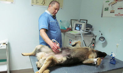 Ветеринарная клиника «Зоодоктор» Ветеринарная клиника «Зоодоктор»