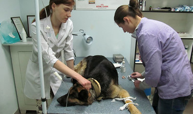 Ветеринарная клиника «Зоодоктор» Ветеринарная клиника «Зоодоктор»