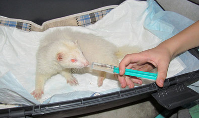 Ветеринарная клиника «Зоодоктор» Ветеринарная клиника «Зоодоктор»