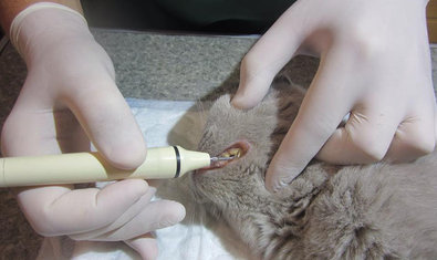 Ветеринарный кабинет доктора Шерстюка