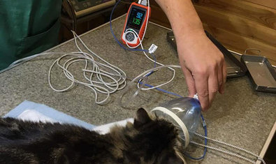 Ветеринарный кабинет доктора Шерстюка