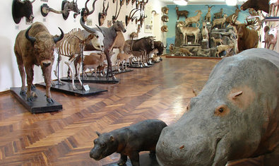 Музей природы Каразинского университета Музей природы Каразинского университета