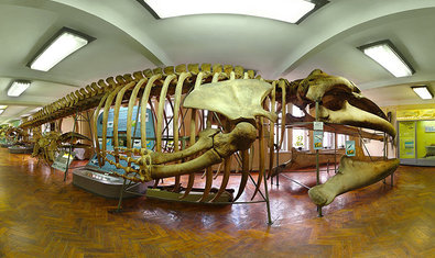 Музей природы Каразинского университета Музей природы Каразинского университета