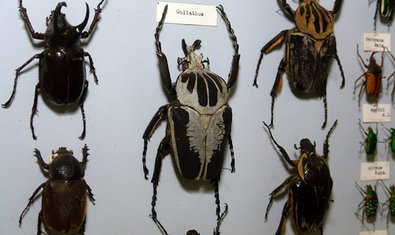 Музей природы Каразинского университета Музей природы Каразинского университета