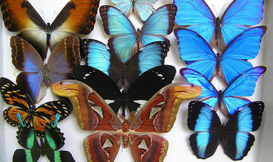 Музей природы Каразинского университета Музей природы Каразинского университета