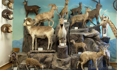 Музей природы Каразинского университета Музей природы Каразинского университета