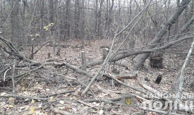 На Харьковщине полицейские изъяли незаконно срубленную древесину